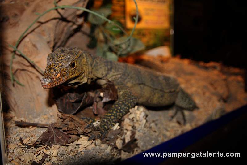 Philippines Grays Monitor Lizard - Varanus olivaecus