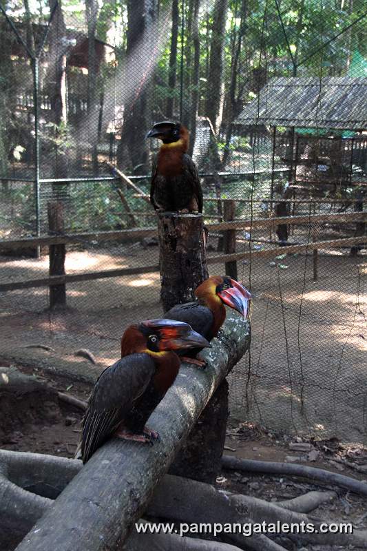 Rufous Hornbill (Buceros hydrocorax) - Philippine Hornbill / Locally: Kalaw (pronounced kah-lau)