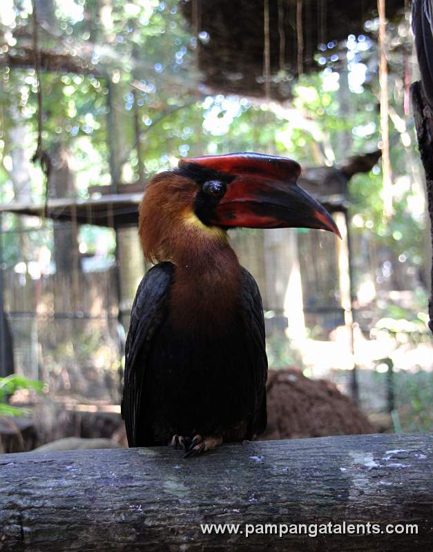 Rufous Hornbill (Buceros hydrocorax) - Philippine Hornbill / Locally: Kalaw (pronounced kah-lau)
