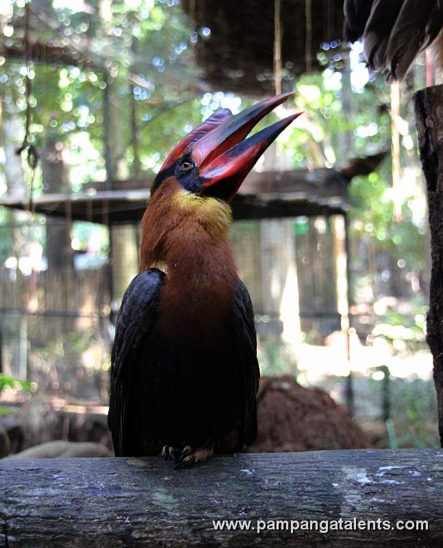 Rufous Hornbill (Buceros hydrocorax) - Philippine Hornbill / Locally: Kalaw (pronounced kah-lau)