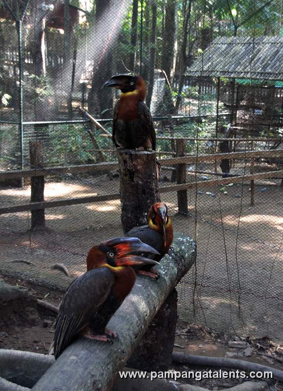 Rufous Hornbill (Buceros hydrocorax) - Philippine Hornbill / Locally: Kalaw (pronounced kah-lau)