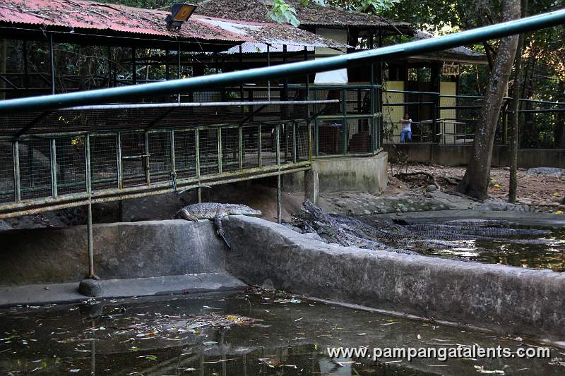 Philippine crocodile (Crocodylus mindorensis) - Mindoro crocodile or the Philippine freshwater crocodile