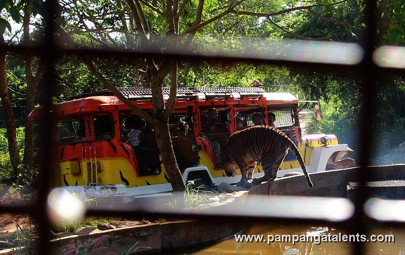 Tiger Safari Ride