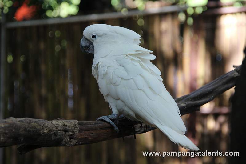 Umbrella Cockattoo (cacatua alba)