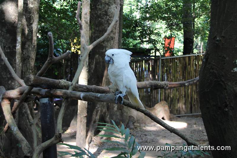 Umbrella Cockattoo (cacatua alba)