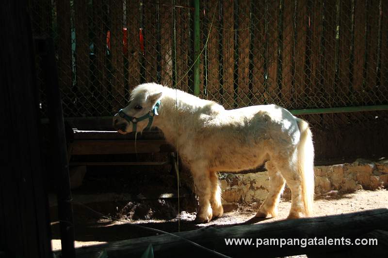 Miniatur Hors - Equus caballus