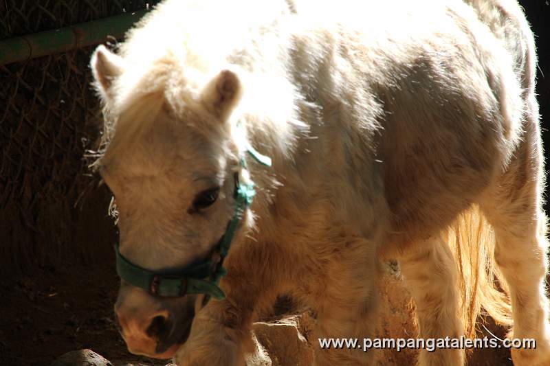 Miniatur Hors - Equus caballus