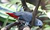 African_Grey_Parrot_1.JPG