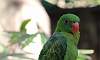 Blue-Backed_Parrot_6.JPG