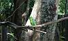 Blue-Naped_Parrot_1.JPG