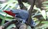 Grey_Parrot_8.JPG
