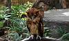 Philippine_Eagle_Owl.JPG