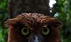 Philippine_Eagle_Owl_2.JPG