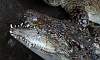Philippine_crocodile_4.JPG