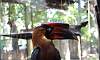 Rufous_Hornbill_2.JPG