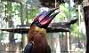 Rufous_Hornbill_3.JPG