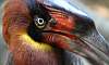 Rufous_Hornbill_4.JPG