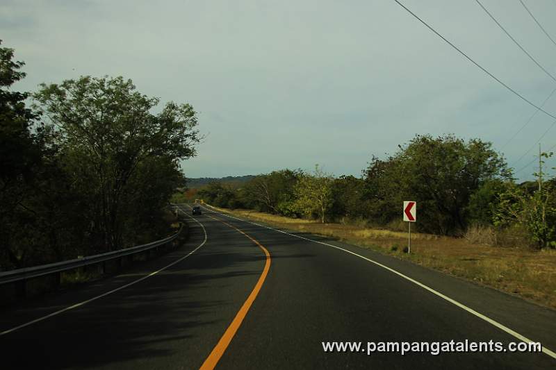 Trees Along the Highway