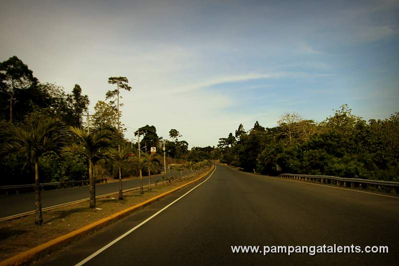 Forest Trees on the Road