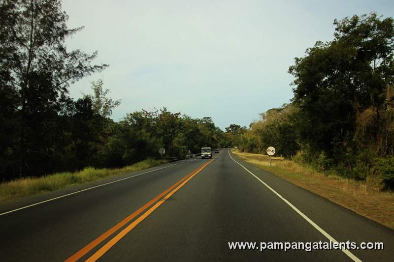 Forest Trees beside the Road