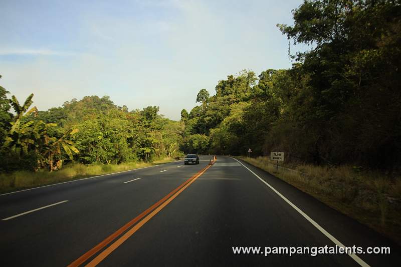 Forest Trees beside the Road