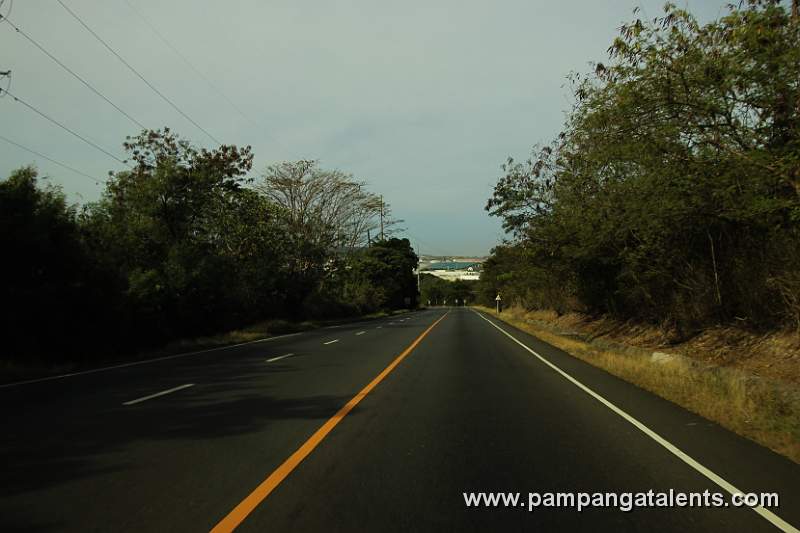 Forest Trees beside the Road