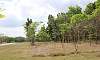 Forest  Location: Capas National Shrine - Tarlac Philippines