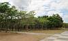 Forest  Location: Capas National Shrine - Tarlac Philippines