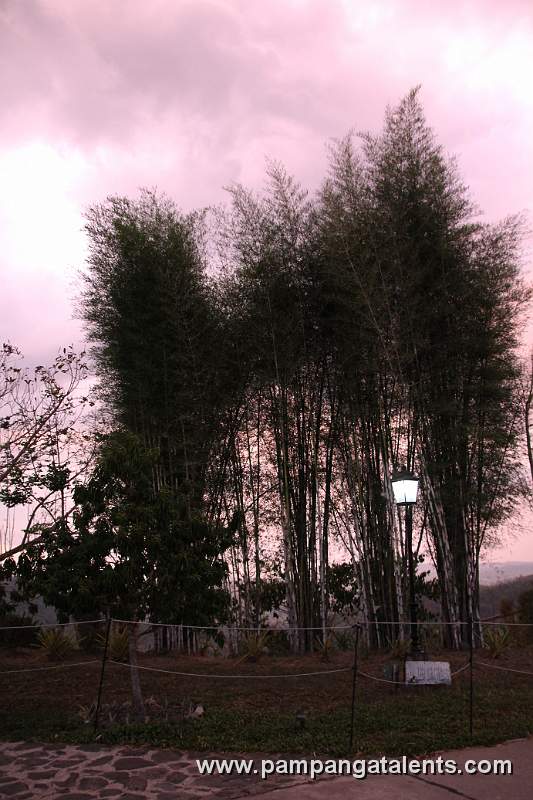 Bamboo Trees