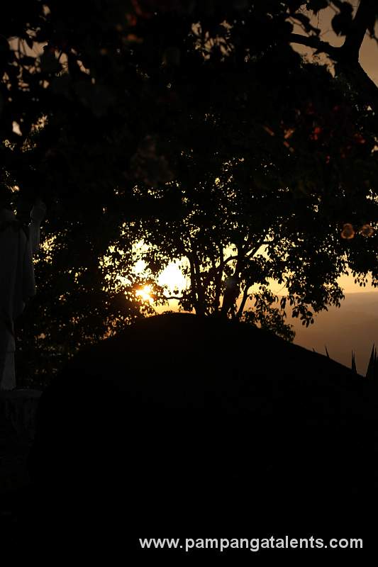 Tree on Mountain