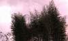 Bamboo Trees  Bamboo Trees