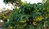 Papaya Tree  Papaya Tree