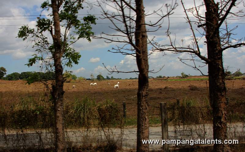 Cow herd in Tarlac